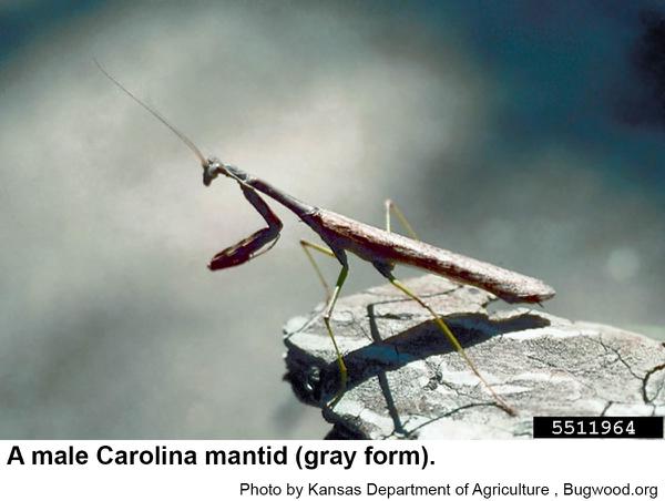Some mottled gray Carolina mantids also have spots on their wing